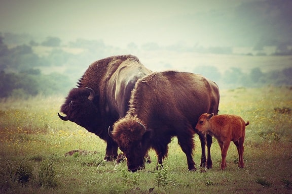 Baby Bison