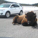 Bison At Yellowstone National Park 