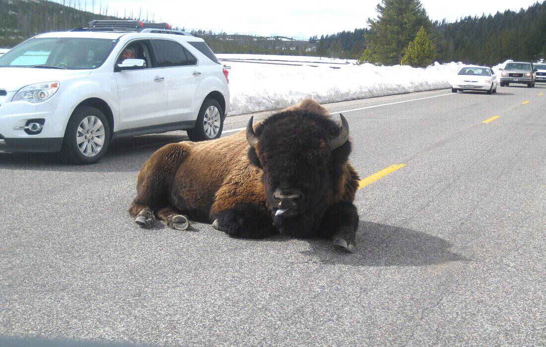 Bison At Yellowstone National Park 