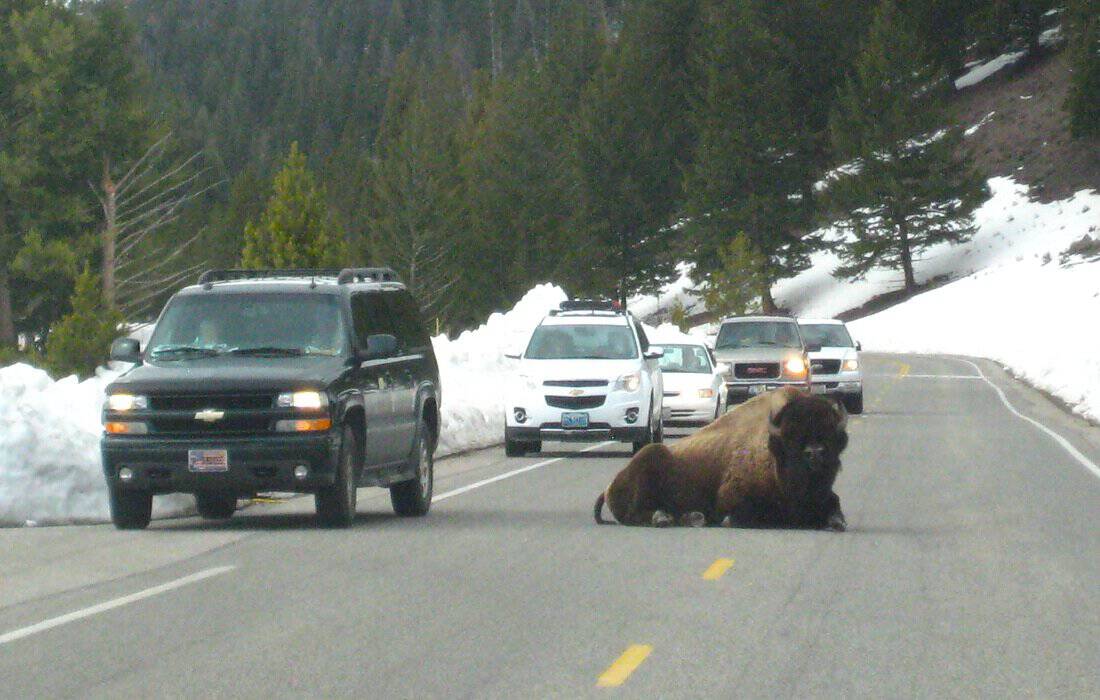 Bison At Yellowstone National Park 