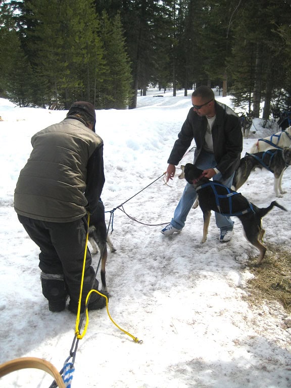 Dog Sledding
