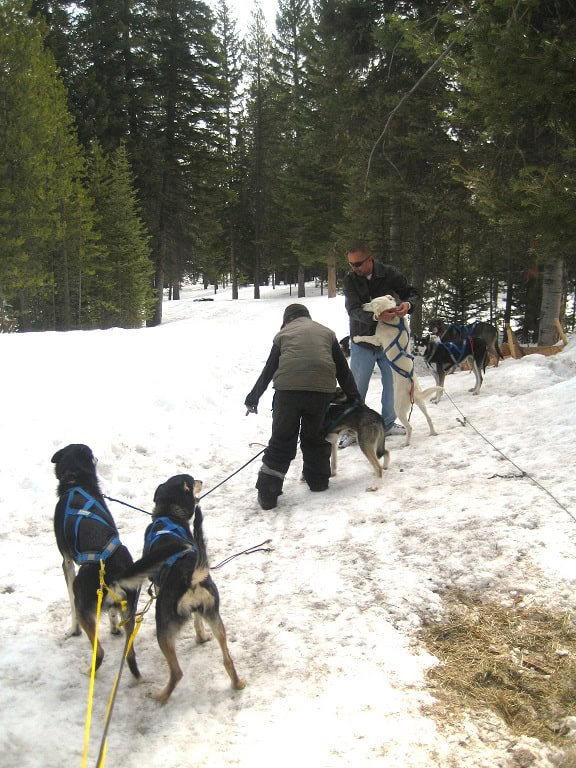 Dog Sledding
