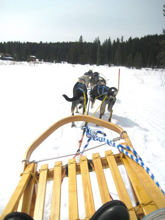 Dog Sledding