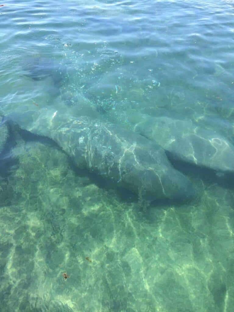 Swim With Manatees