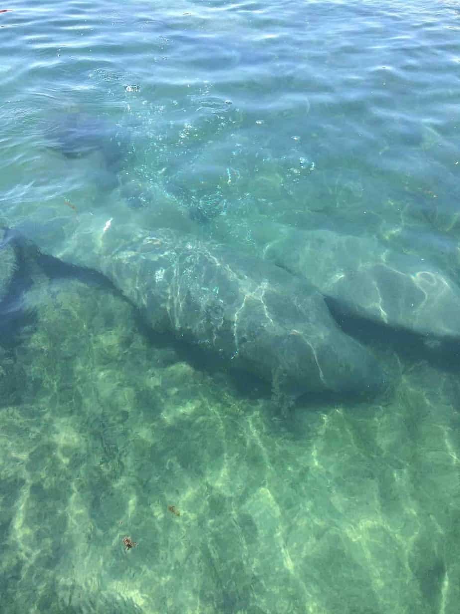 Swim With Manatees