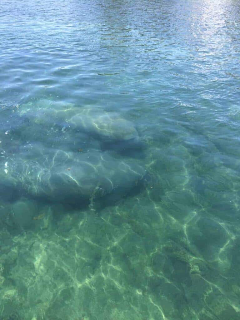 Swim With Manatees