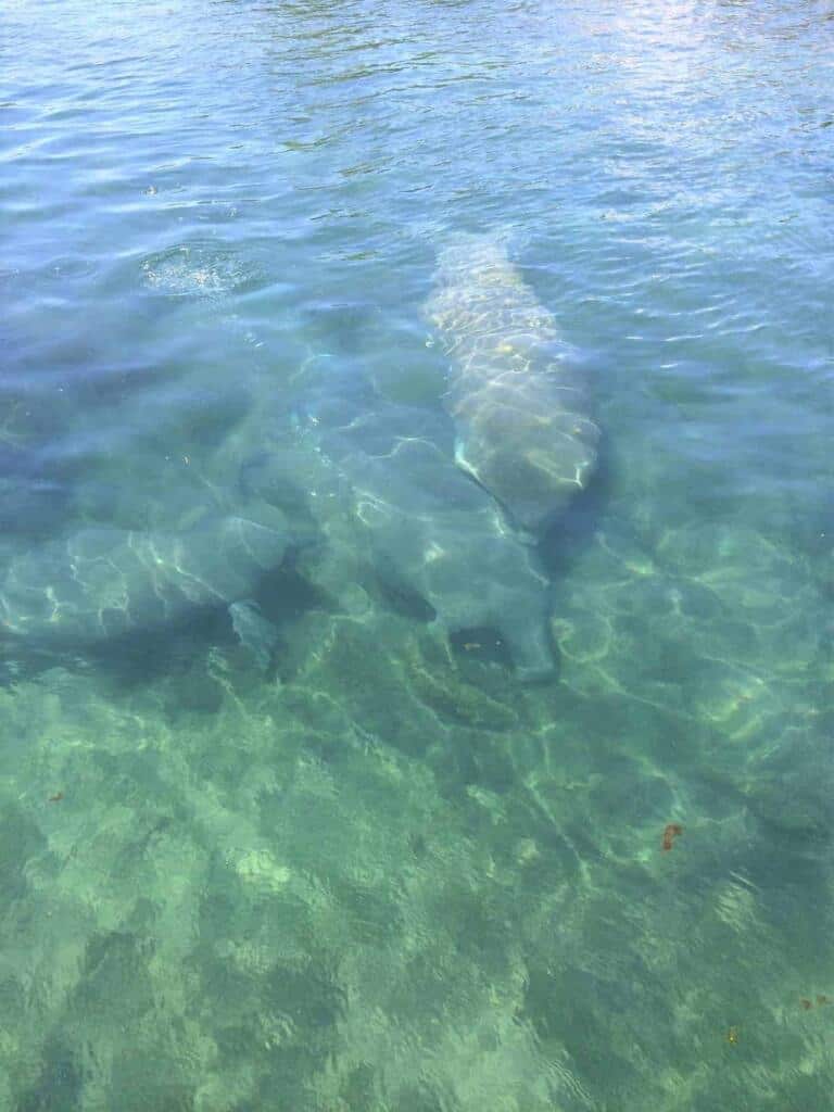 Swim With Manatees