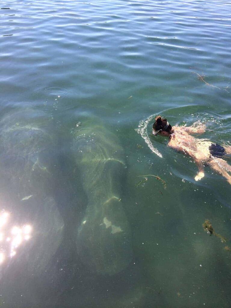 Swim With Manatees