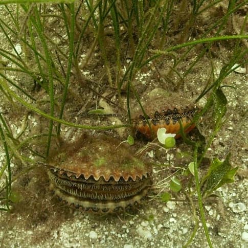 Florida Scalloping