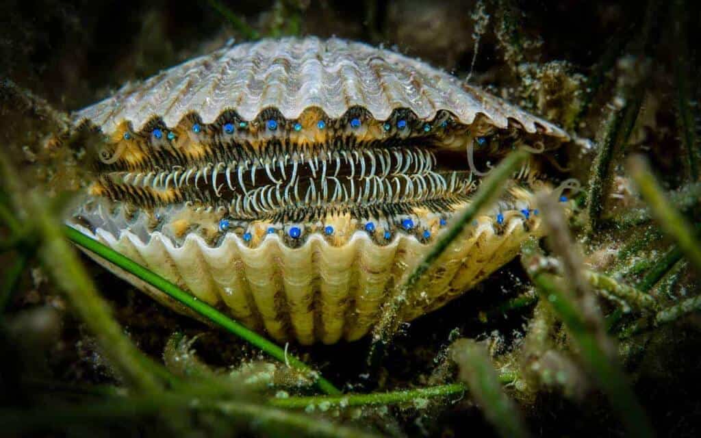 Scalloping in Florida The Complete Guide & Maps!