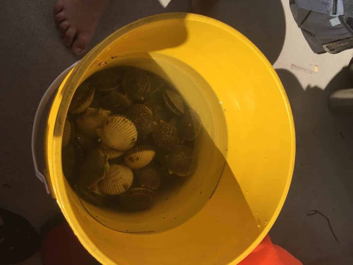 2019 Florida Scalloping