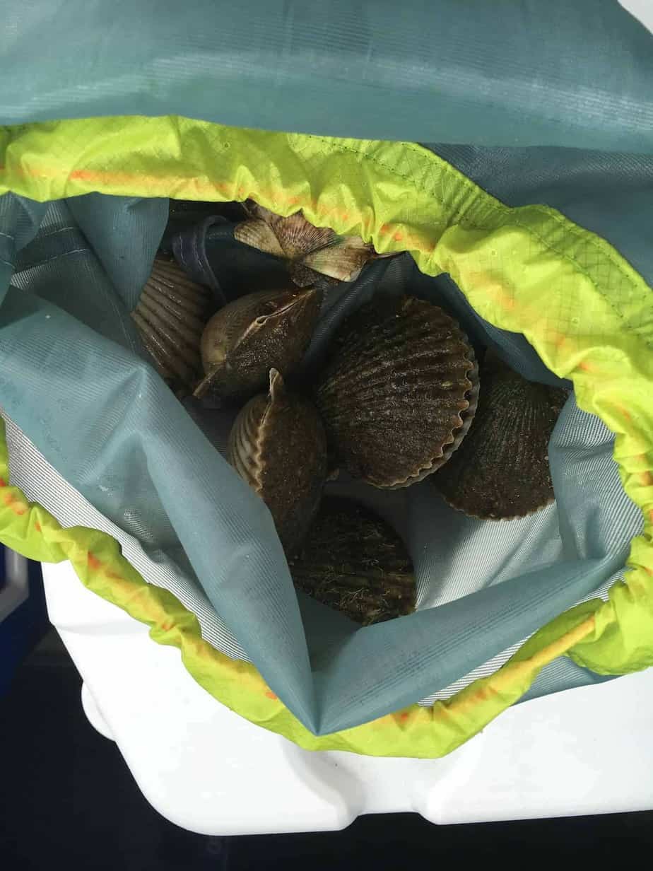 2019 Florida Scalloping