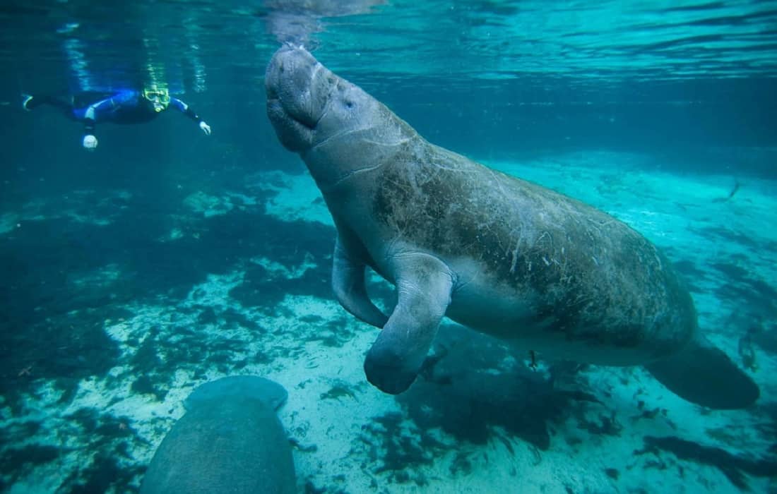 Swim With Manatees at The Crystal River Florida