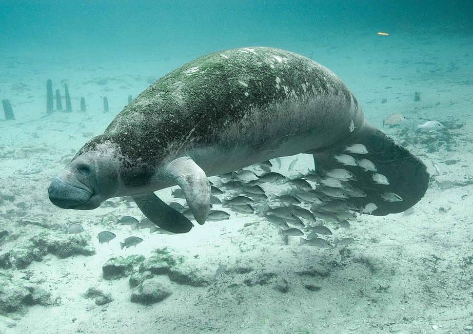 crystal river swim with manatees