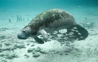crystal river swim with manatees