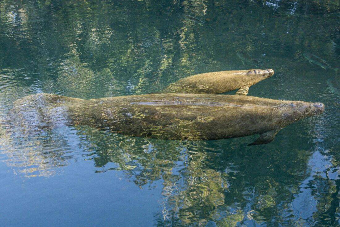 Three Sisters Springs