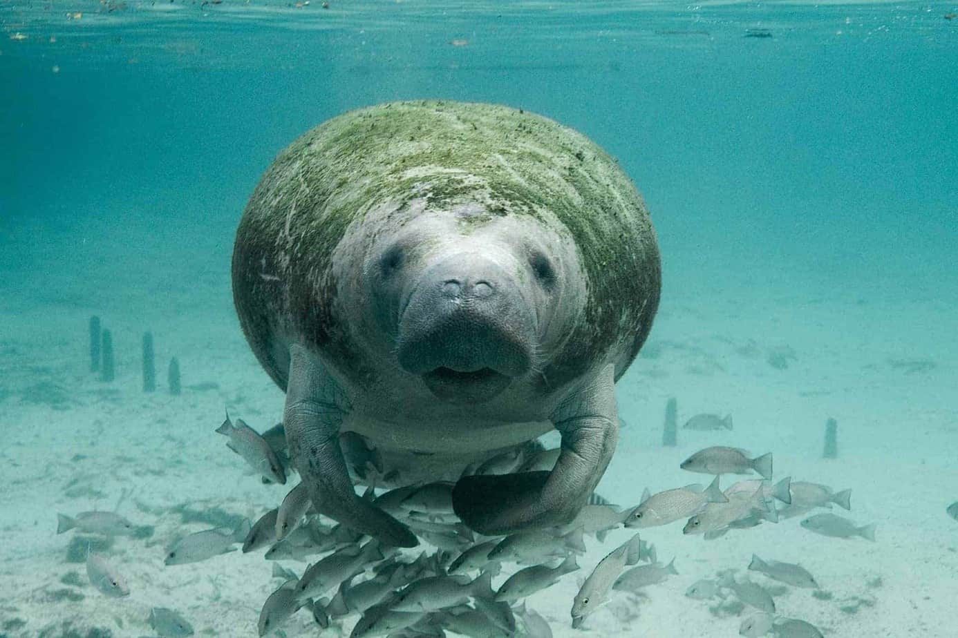 Swim With Manatees