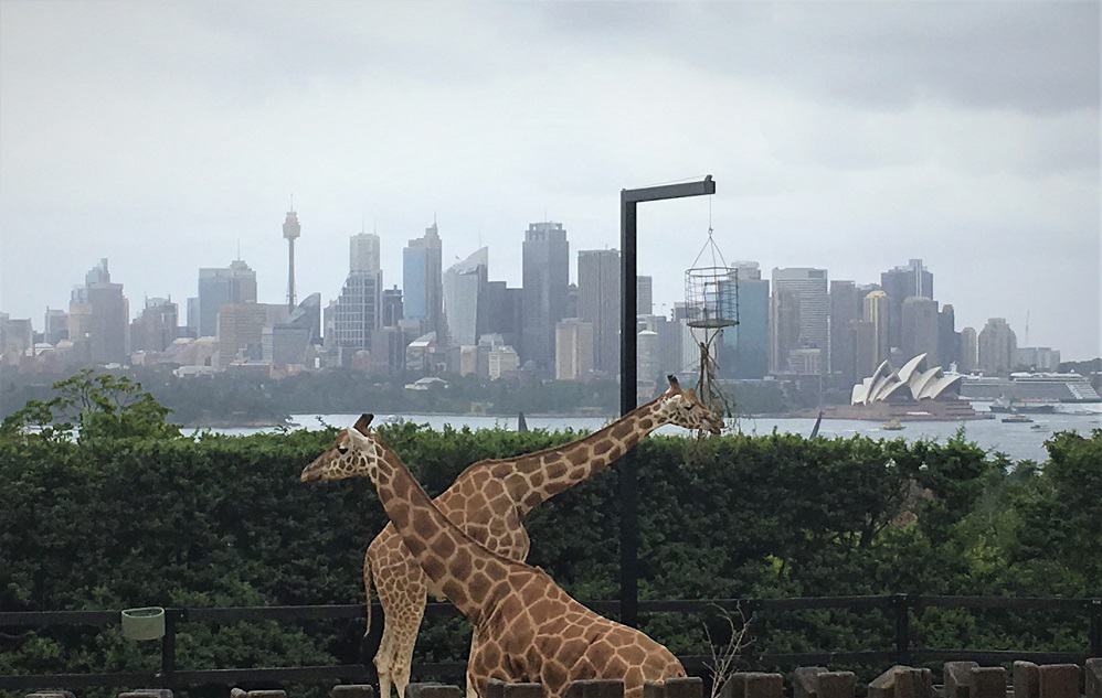 Sydney Zoo - Taronga Zoo