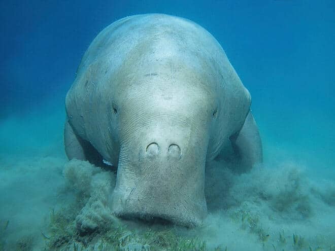 Dugong