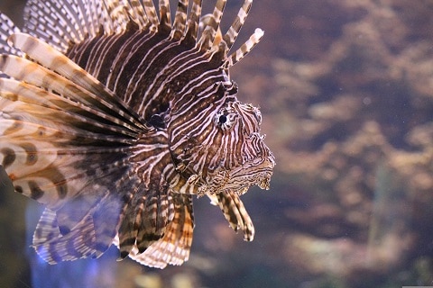 Lion Fish