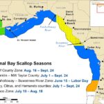 2024 Florida Scallop Season Dates