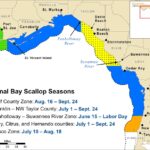 2025 bay scallop seasons