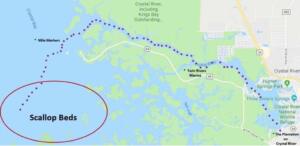 The Crystal River - Scalloping and Swimming With Manatees