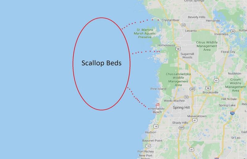 Scalloping in Florida The Complete Guide & Maps!