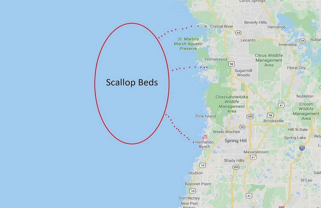 Hernando Beach Scallop Map