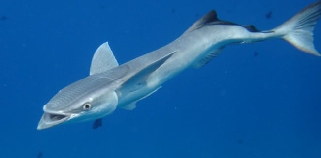 Remora Fish