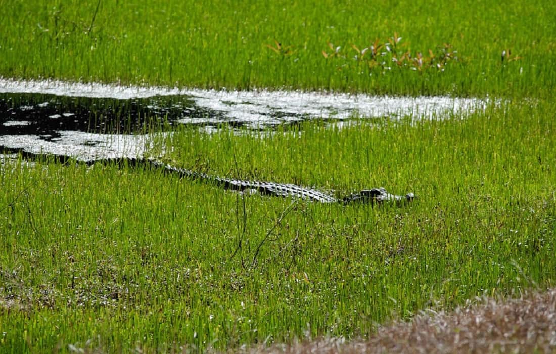 Best Airboat Rides Near Orlando