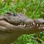 Interesting facts about American alligators