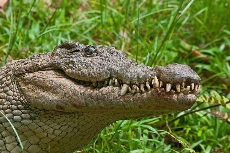 Interesting facts about American alligators