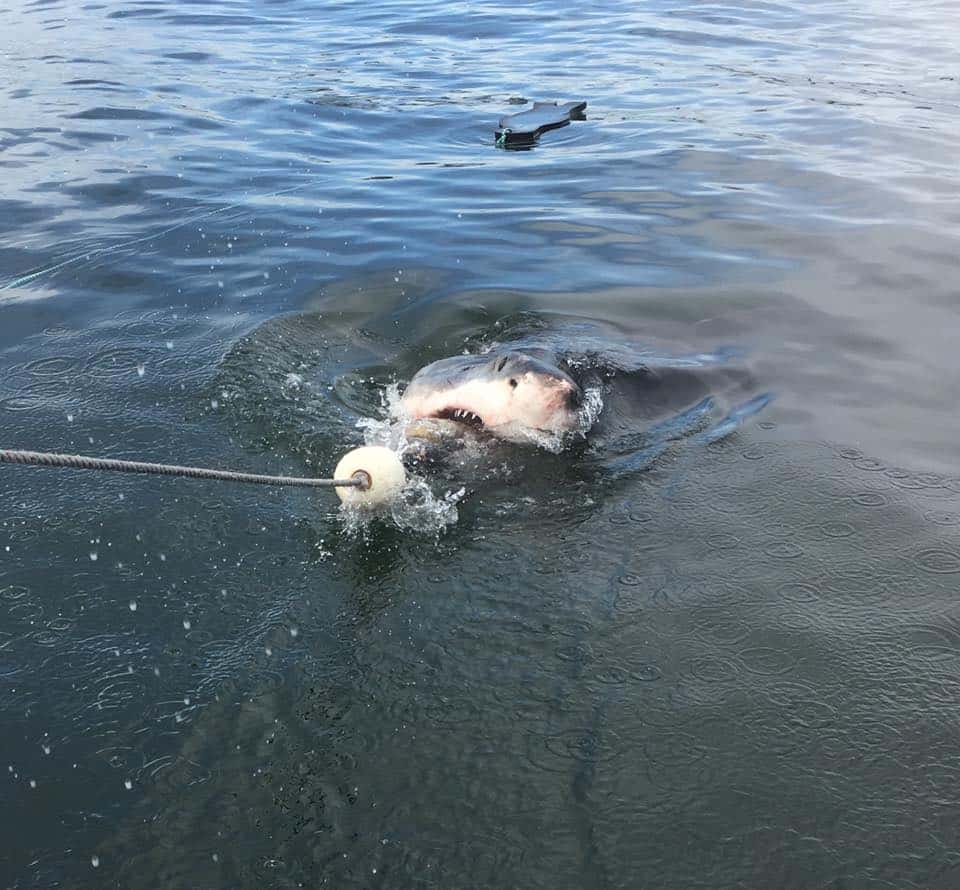 Cage Diving with Great White Sharks