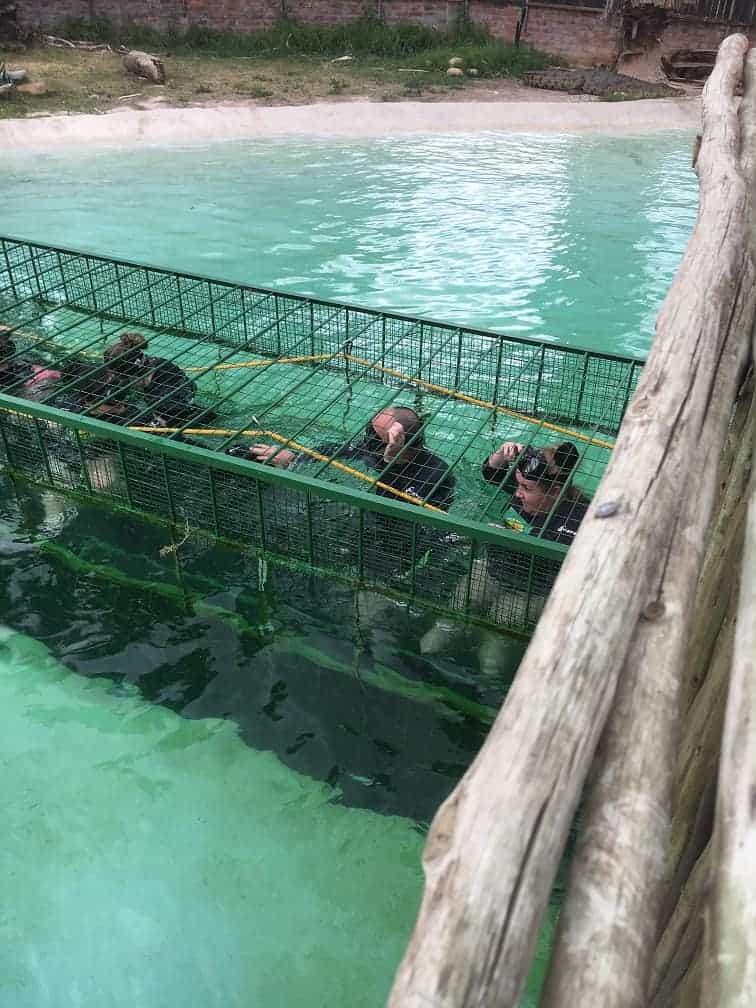 Swim with Crocodiles