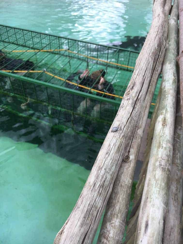 Swim with Crocodiles