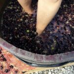Grape Stomp At Lakeridge Winery