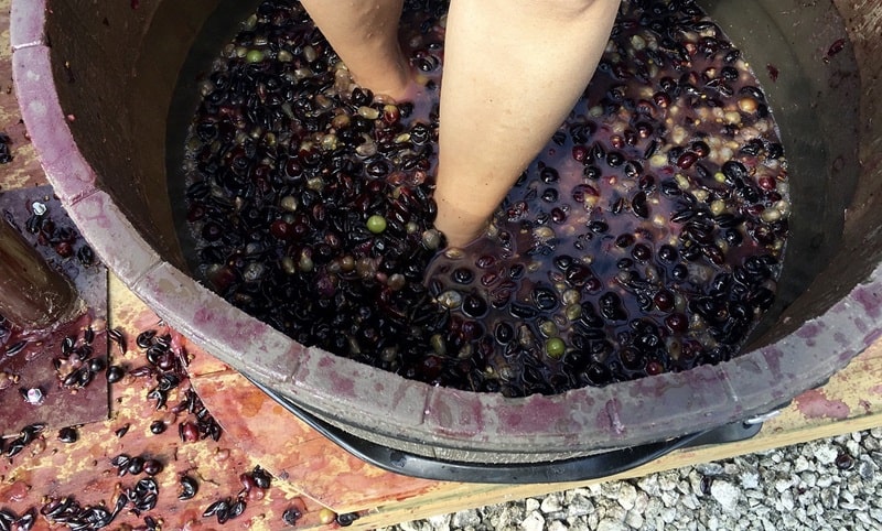 Grape Stomp At Lakeridge Winery