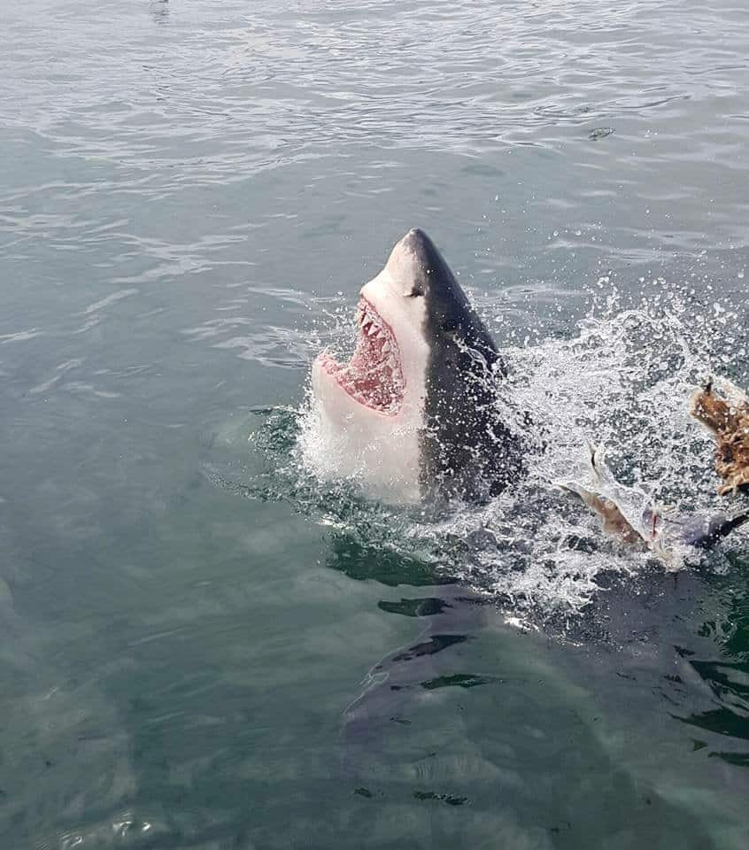 Cage Diving with Great White Sharks