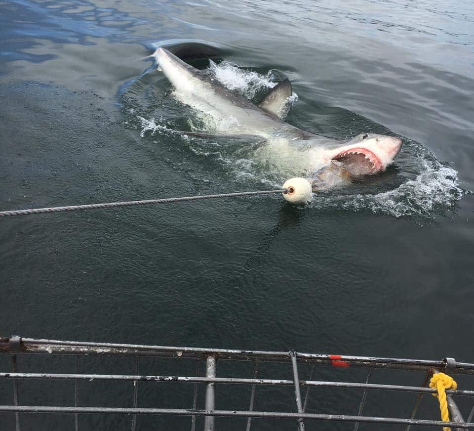 Cage Diving with Great White Sharks