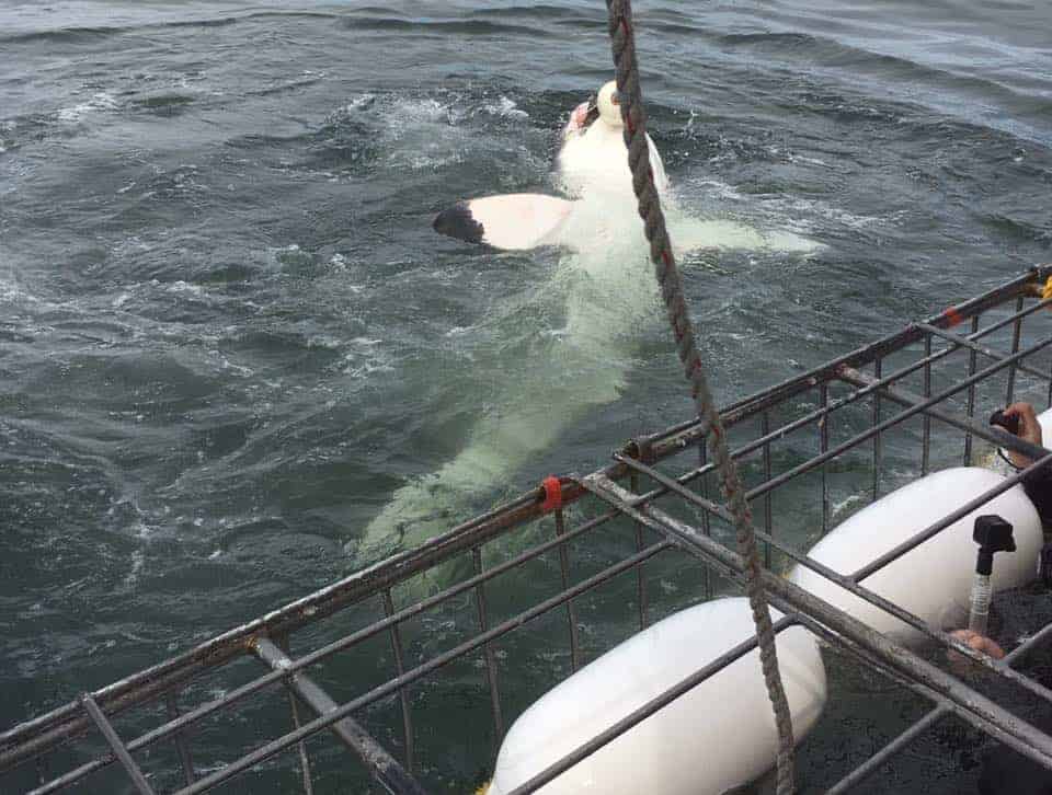 Cage Diving with Great White Sharks