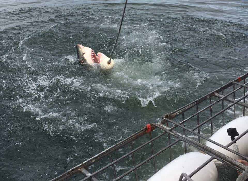 Cage Diving with Great White Sharks