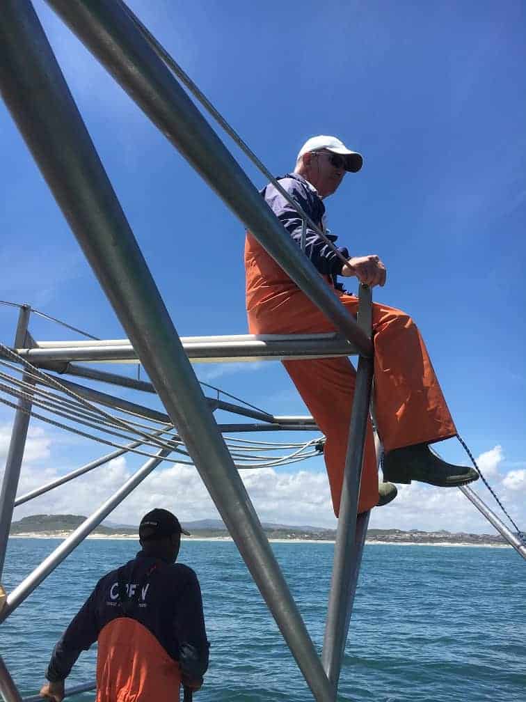 Cage Diving with Great White Sharks