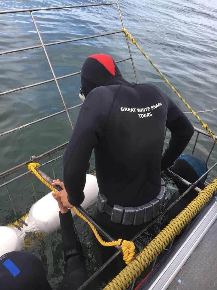 Cage Diving with Great White Sharks