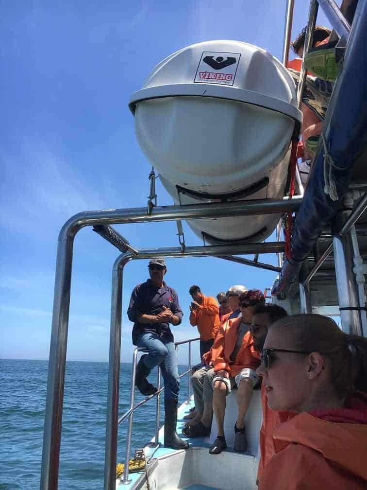 Cage Diving with Great White Sharks