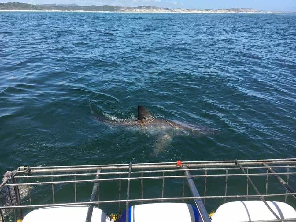 Cage Diving with Great White Sharks