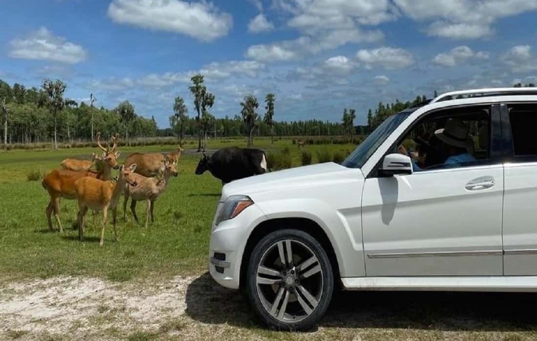 Drive Through Safari