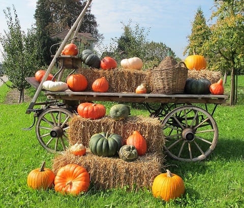 Florida Pumkin Patch