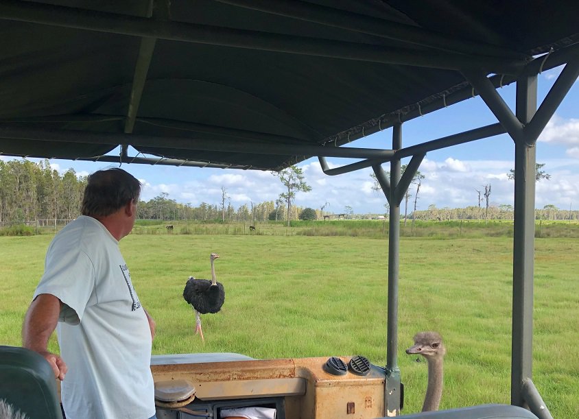 Safari in Florida