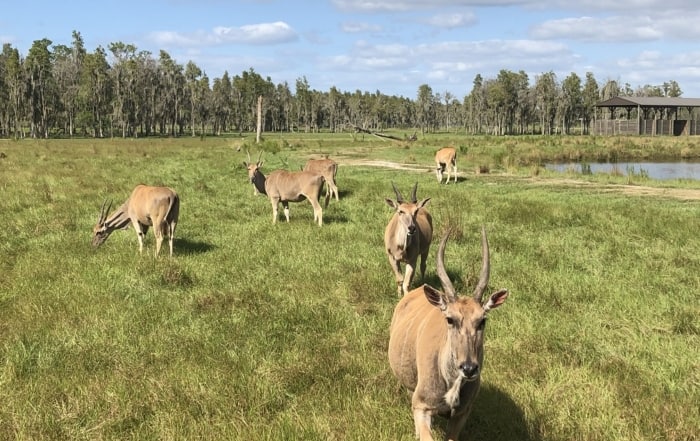 Safari Wilderness